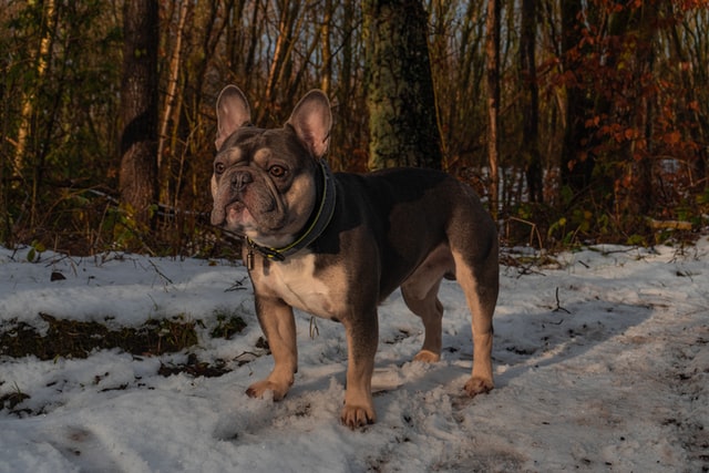 french bulldog training