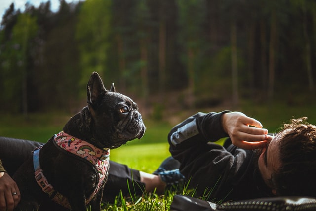 french bulldog skin bumps