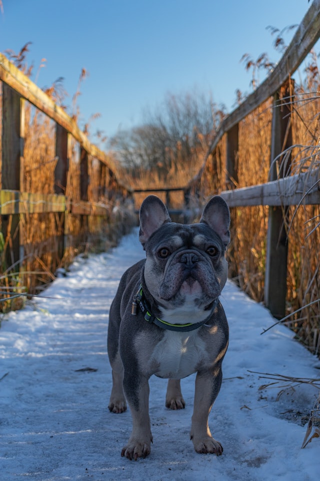 french bulldog breathing