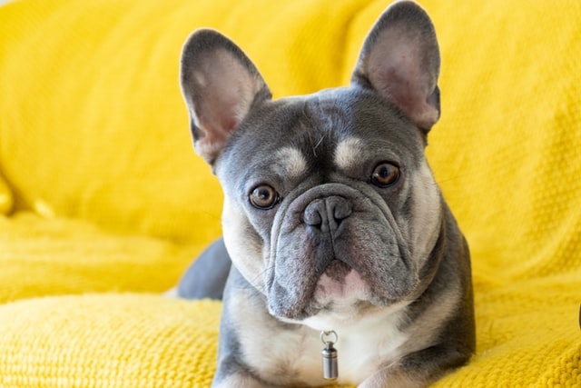 french bulldog skin bumps