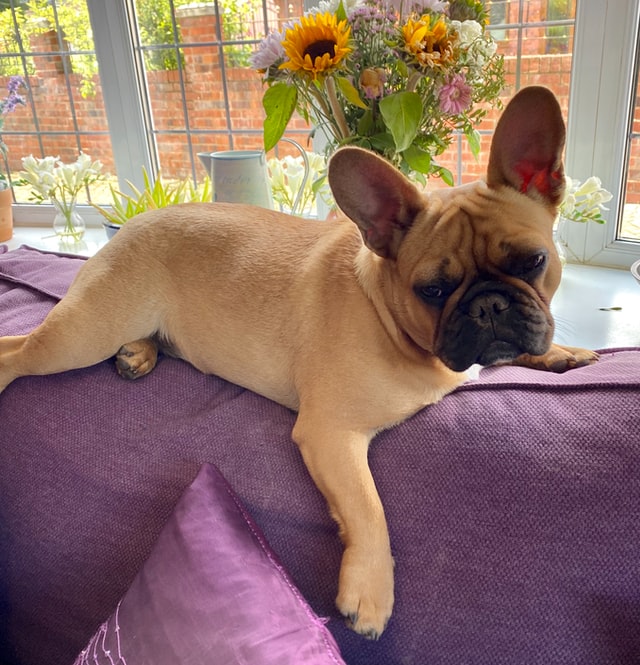 french bulldog health problems