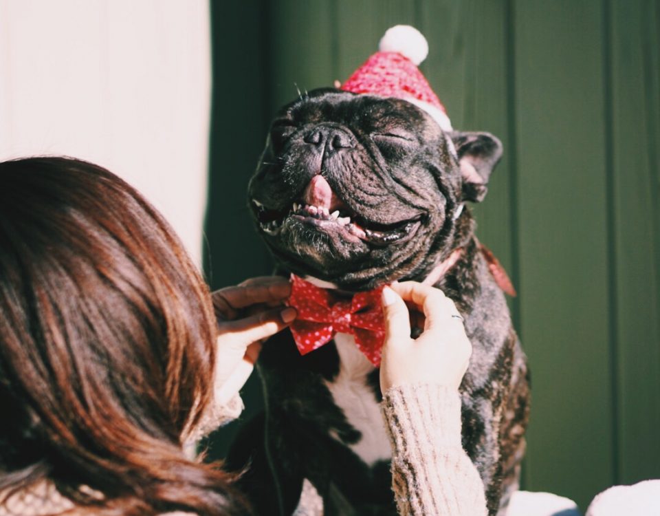 best french bulldogs gift