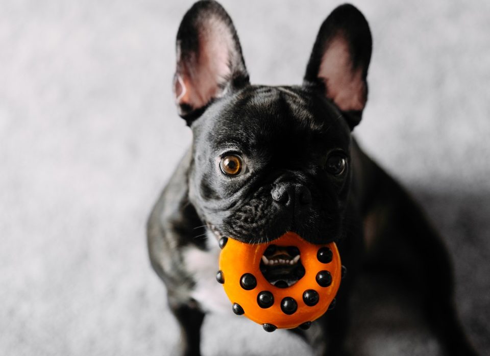 french bulldog teething