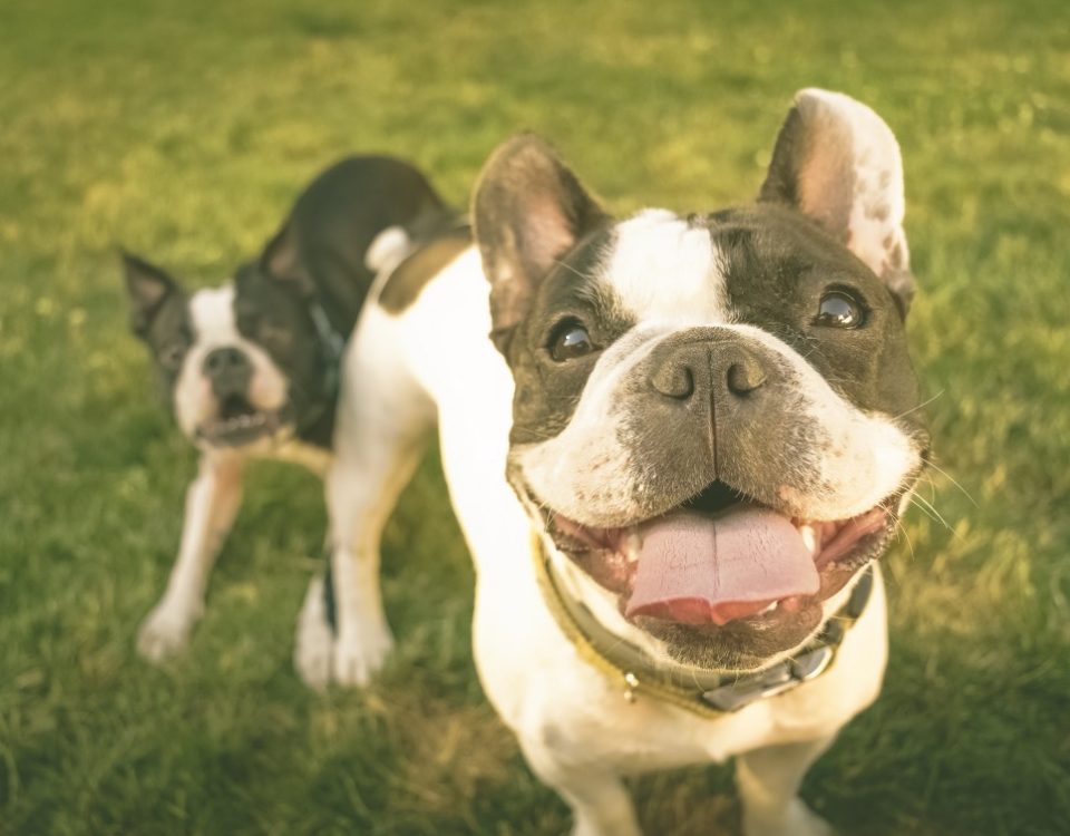 male vs female french bulldogs
