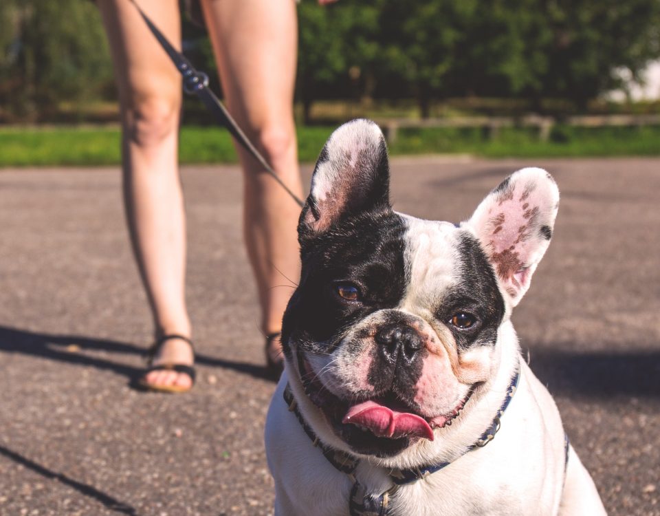 french bulldog throwing up