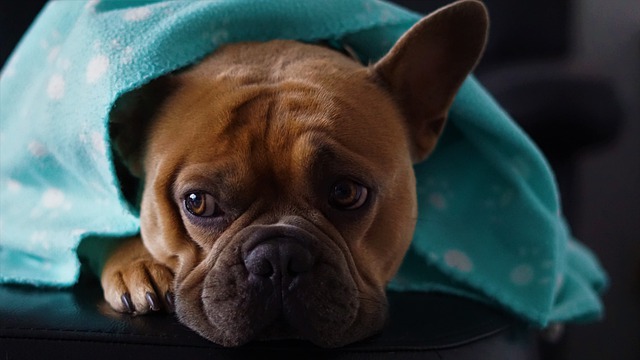 french bulldog's eyes