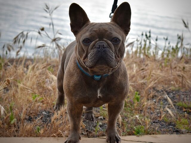 french bulldog losing hair