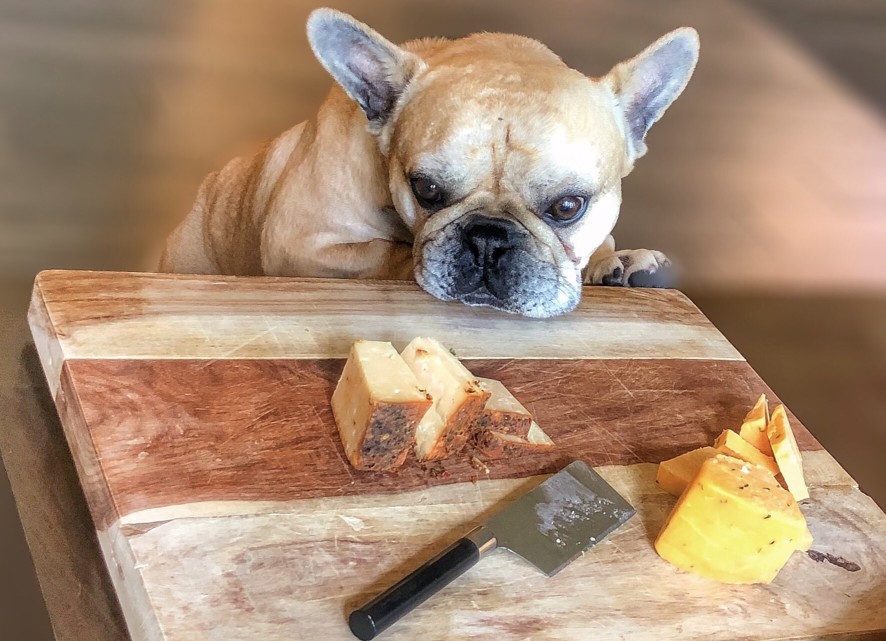 best french bulldog food