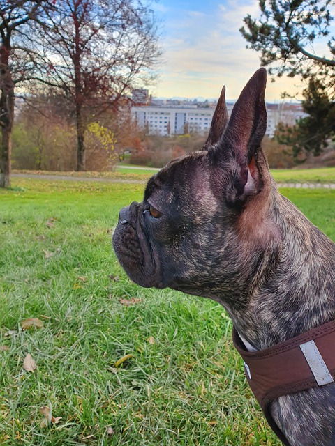 dermatitis in french bulldogs