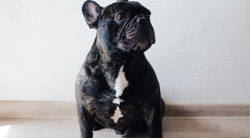 best french bulldog food