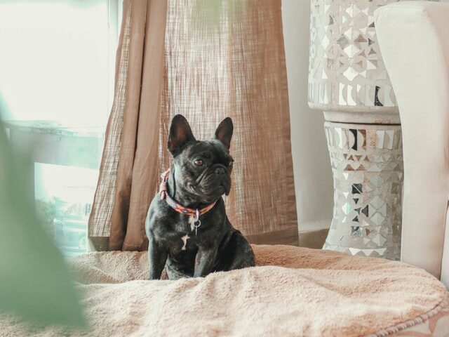 Can French Bulldogs Give Birth Naturally?