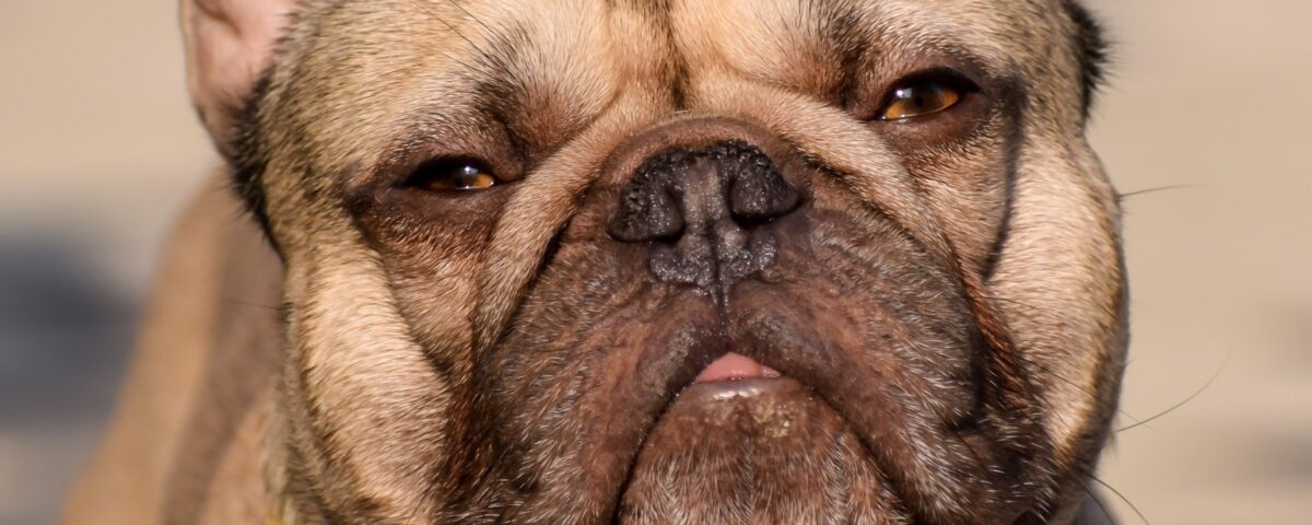 diabetes in french bulldogs