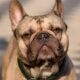 diabetes in french bulldogs