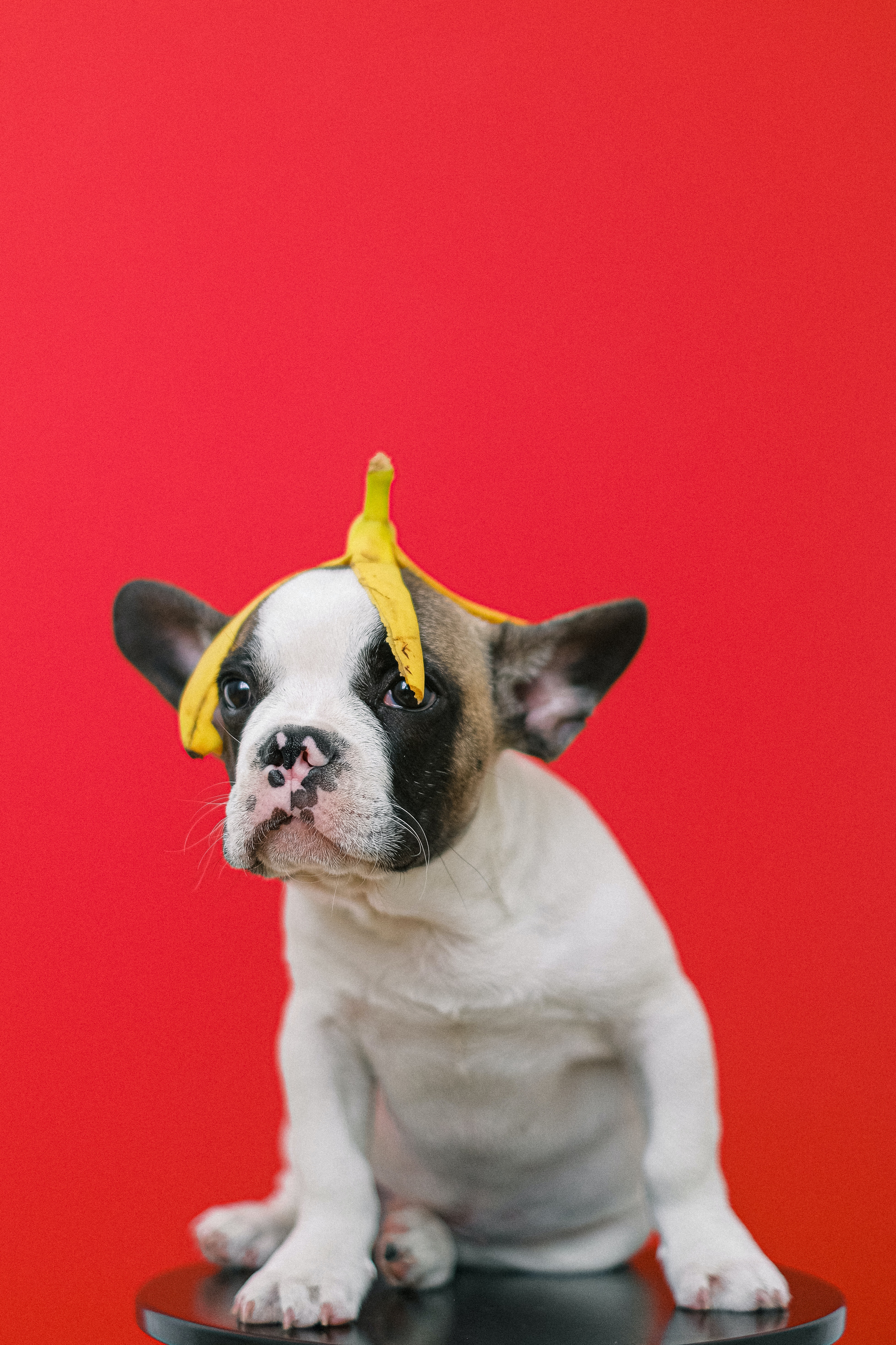 diabetes in french bulldogs