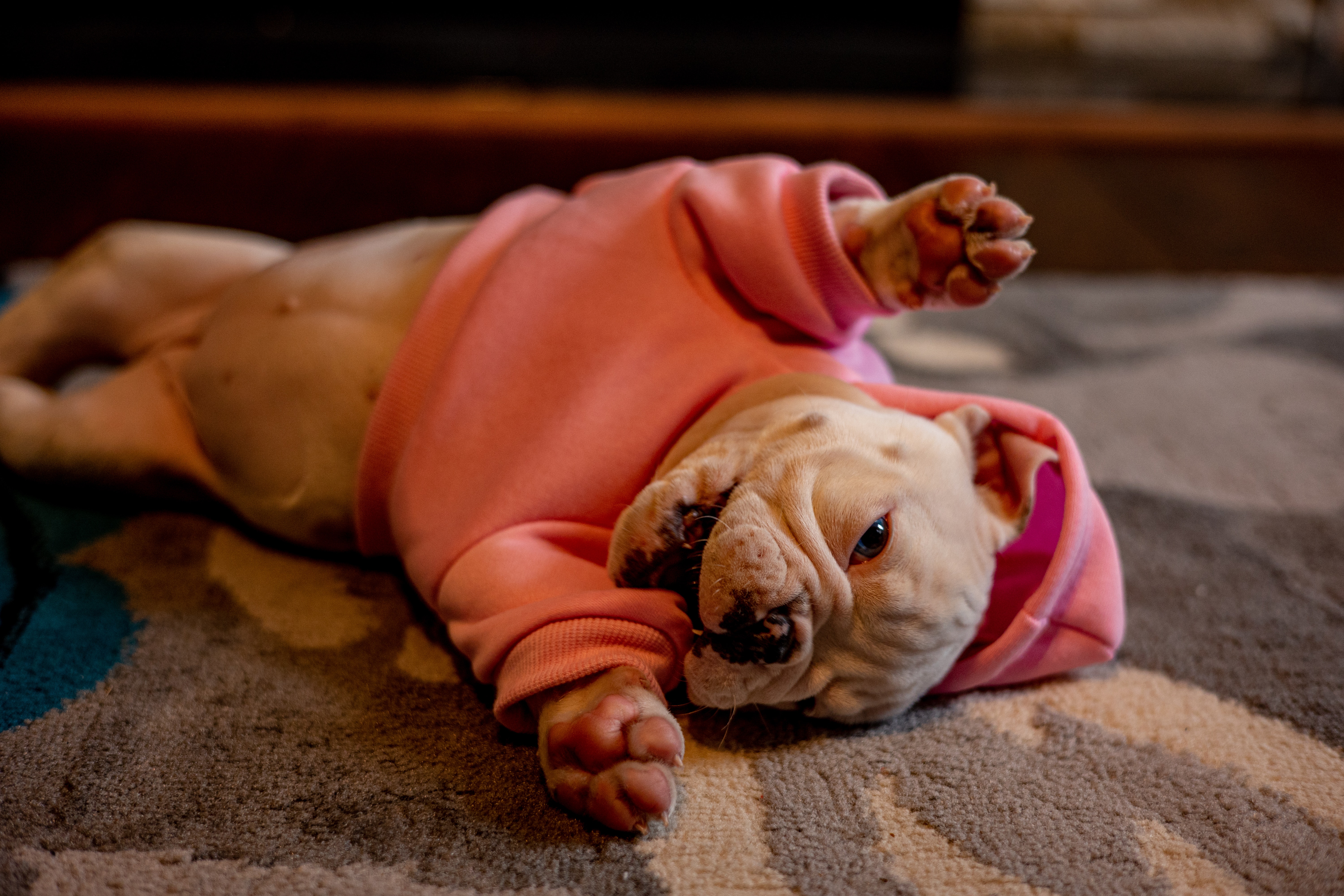 diabetes in french bulldogs