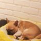 french bulldog pregnancy